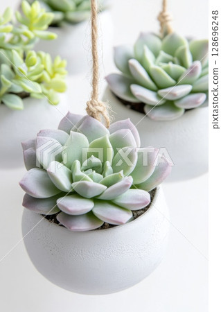 Soft-focus cluster of white pots with lush green succulents, creating tranquil, airy botanical accents for interiors. 128696248