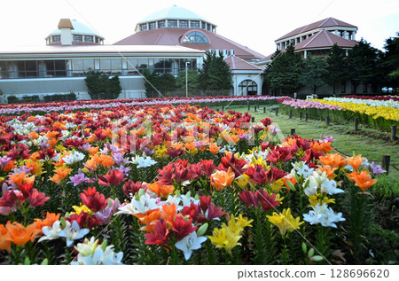 Beautiful lilies blooming in the morning at Aqua Paradise Patio in Fukaya, Saitama Prefecture 128696620