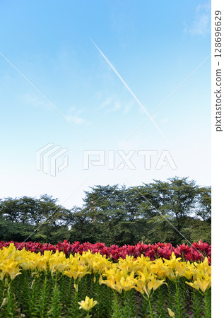 Beautiful lilies blooming in the morning at Aqua Paradise Patio in Fukaya, Saitama Prefecture 128696629