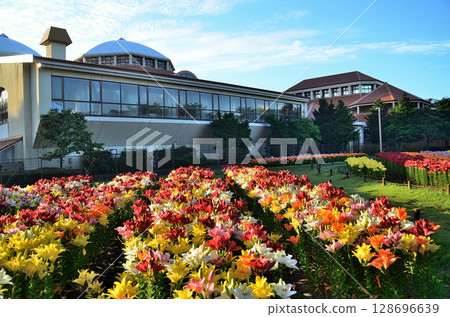 埼玉縣深谷市的Aqua Paradise Patio，早晨美麗的百合花盛開 128696639