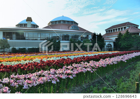 Beautiful lilies blooming in the morning at Aqua Paradise Patio in Fukaya, Saitama Prefecture 128696643