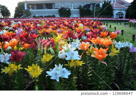 埼玉縣深谷市的Aqua Paradise Patio，早晨美麗的百合花盛開 128696647