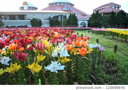 埼玉縣深谷市的Aqua Paradise Patio，早晨美麗的百合花盛開 128696648