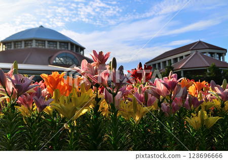 埼玉縣深谷市的Aqua Paradise Patio，早晨美麗的百合花盛開 128696666