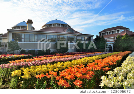 Beautiful lilies blooming in the morning at Aqua Paradise Patio in Fukaya, Saitama Prefecture Beautiful lilies blooming in the morning at Aqua Paradise Patio in Fukaya, Saitama Prefecture 128696672