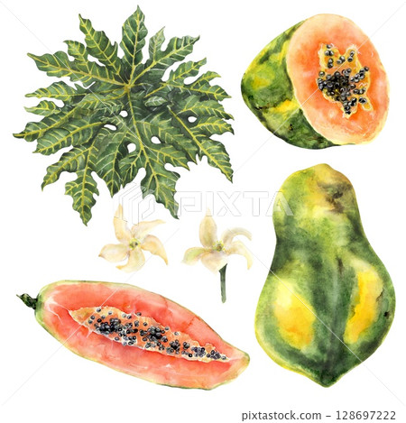 Watercolor papaya set with fruit, leaf, and flowers Watercolor papaya set with fruit, leaf, and flowers 128697222