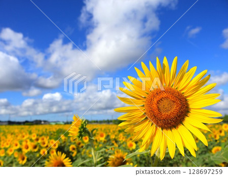 向日葵和夏天藍天 128697259