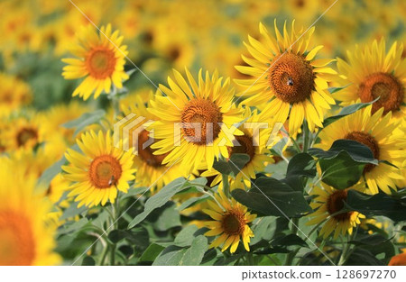 A lot of sunflowers 128697270