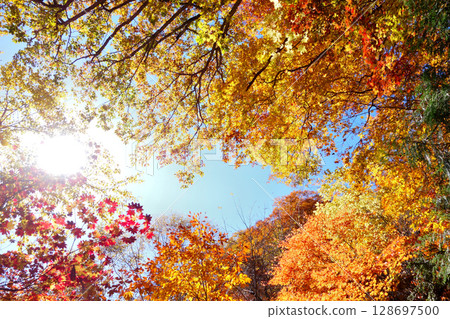 楓葉離開了紅葉和太陽 128697500