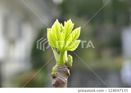 Fig buds bathed in the spring light 128697535