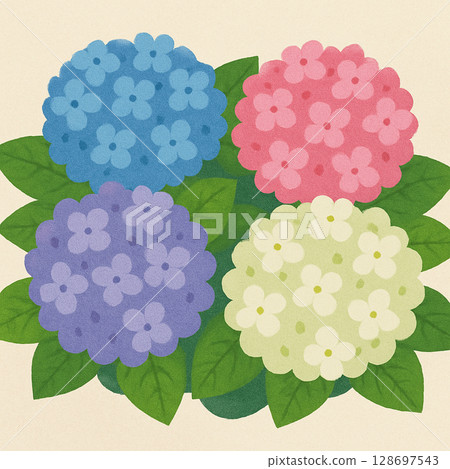 Illustration of colorful hydrangea flowers blooming in June 128697543