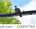  pigeon 128697562