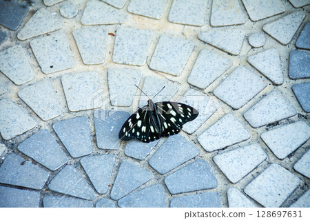 A black butterfly (Siberian ragwort) resting on a tile 128697631