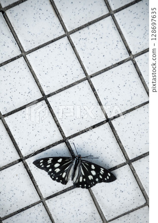 A black butterfly (Siberian ragwort) resting on a tile 128697635