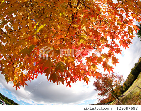 Photographing autumn foliage with a fisheye lens Photographing autumn foliage with a fisheye lens 128697688