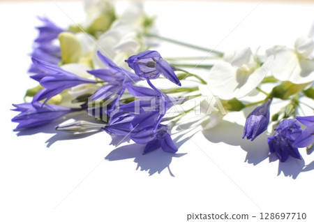 Blue-purple Trithelea and white Summer Sweet Pea flowers 128697710