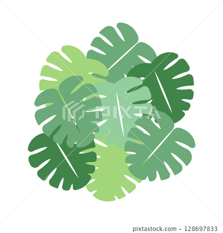 龜背竹插圖 128697833