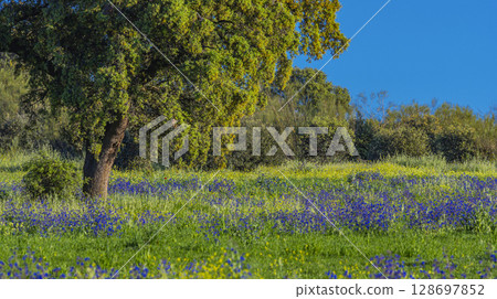Mediterranean Forest, Spain 128697852