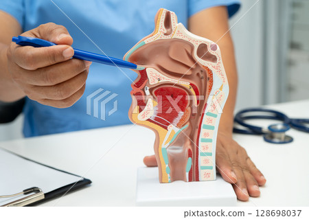 Asian doctor with nasal oral throat cavity neck human anatomy model for study diagnosis and treatment in hospital. Asian doctor with nasal oral throat cavity neck human anatomy model for study diagnosis and treatment in hospital. 128698037