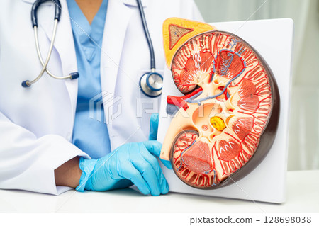Chronic kidney disease, doctor with model for treatment urinary system, urology, Estimated glomerular filtration rate eGFR. Chronic kidney disease, doctor with model for treatment urinary system, urology, Estimated glomerular filtration rate eGFR. 128698038