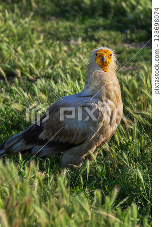 Egyptian Vulture, Spain 128698074
