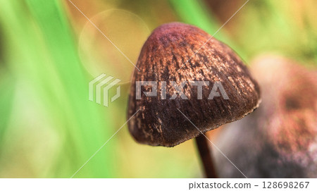 Wild Mushroom, Sierra de Guadarrama National Park, Spain 128698267