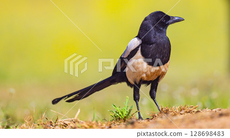 Eurasian Magpie, Spain 128698483
