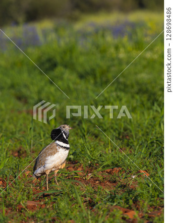Little Bustard, Spain Little Bustard, Spain 128698486