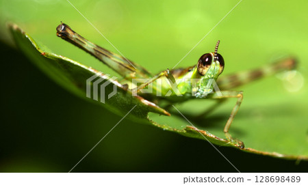 Tropical Grasshopper, Amazonia Tropical Grasshopper, Amazonia 128698489