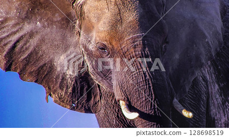 Elephant, Chobe National Park, Botswana 128698519
