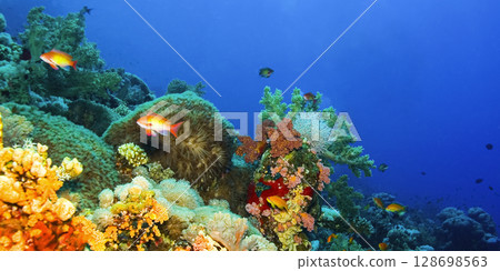 Underwater Landscape, Red Sea 128698563