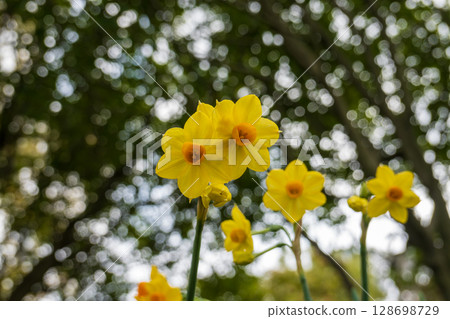 沐浴在春光中的黃色水仙花 沐浴在春光中的黃色水仙花 128698729