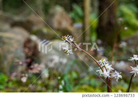 Feel the spring in the small white flowers of the Coptis platyphylla Feel the spring in the small white flowers of the Coptis platyphylla 128698733