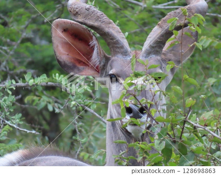 Kudu in the forest 128698863