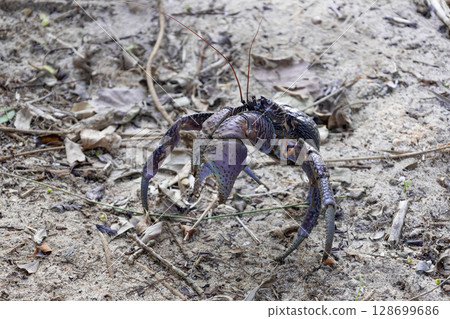棲息於熱帶度假酒店防風林中的野生椰子蟹（沖繩縣宮古島市） 128699686