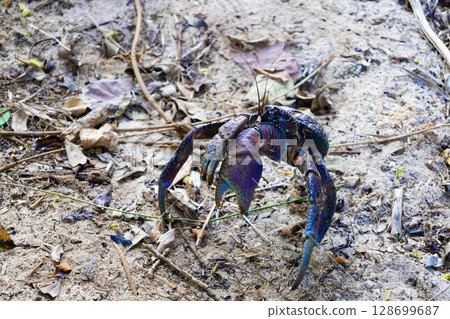 Wild coconut crabs living in the thickets of the windbreak at a tropical resort vacation hotel (Miyakojima City, Okinawa Prefecture) Wild coconut crabs living in the thickets of the windbreak at a tropical resort vacation hotel (Miyakojima City, Okinawa Prefecture) 128699687