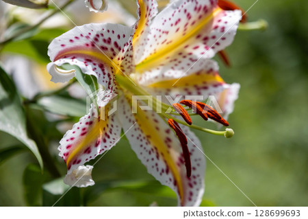  Wild lily 128699693