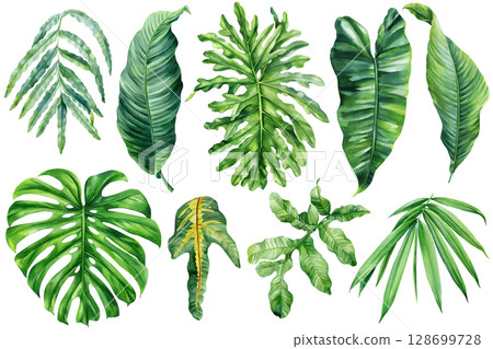 Watercolor tropical leaves collection with monstera banana palm and exotic greenery clipart isolated on white background 128699728