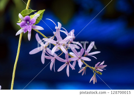 Close-up of a purple sandpaper vine flower, Petrea volubilis, blooming on a green stem, with delicate petals and soft light against a dark blue background. Close-up of a purple sandpaper vine flower, Petrea volubilis, blooming on a green stem, with delicate petals and soft light against a dark blue background. 128700015