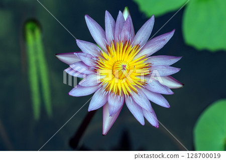 Top view of blooming purple and yellow lotus flowers floating in dark water. Detailed petals with bright contrast and soft lighting. 128700019