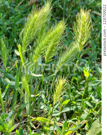 Hordeum marinum, commonly known as sea barley or subspecies gussoneanum Mediterranean barley, is a species of flowering plant in the grass family Poaceae. 128700022