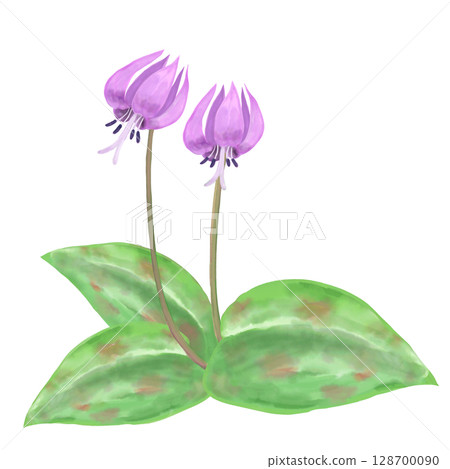 Dogtooth violet flower (watercolor style) 128700090