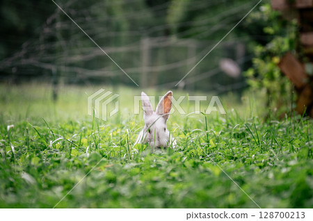 White rabbit hiding in tall green grass on a summer day in the countryside White rabbit hiding in tall green grass on a summer day in the countryside 128700213