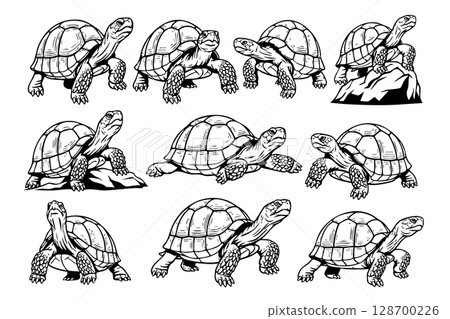 Detailed vector illustrations of tortoises in various poses, symbolizing longevity, perfect for nature and slow-paced themes. Detailed vector illustrations of tortoises in various poses, symbolizing longevity, perfect for nature and slow-paced themes. 128700226