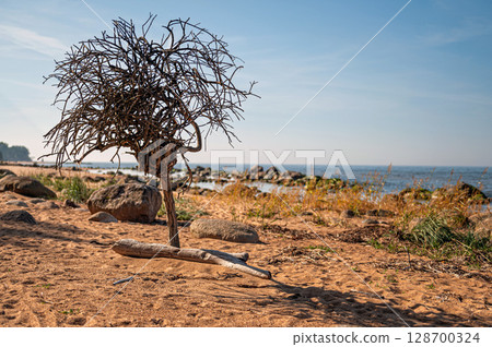 rocky Baltic sea shore, pine forest, Latvia 128700324