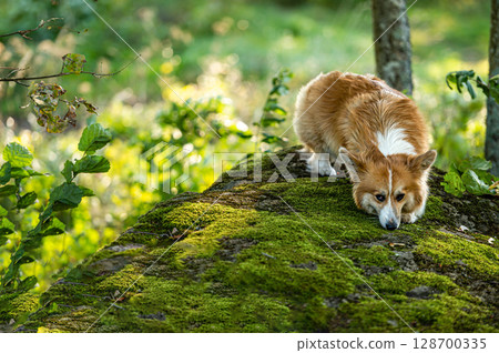 fluffy pembroke welsh corgi on a large mossy rock in the forest fluffy pembroke welsh corgi on a large mossy rock in the forest 128700335
