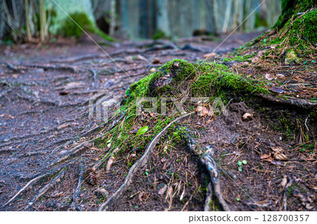 A large tree root is overgrown with moss in the forest. 128700357