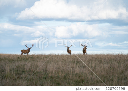 Red deer with large antlers during rutting season on the grassland in autumn 128700396