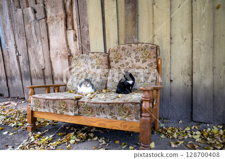 Several cats are sleeping on an old couch in the yard by the wall of a wooden building Several cats are sleeping on an old couch in the yard by the wall of a wooden building 128700408