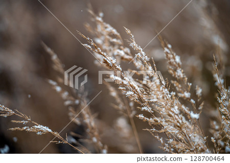 Winter view with snowy stalks of dry grass on a blurred background during a snowfall. Closeup 128700464